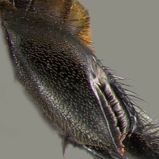 Eulaema nigrita