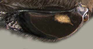 Eulaema tenuifasciata