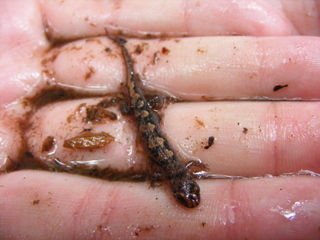 Plethodon ventralis, Zigzag salamander