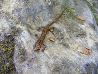 Eurycea longicauda, Long-tailed Salamander