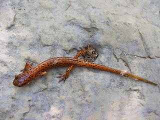 Eurycea lucifuga, Cave salamander