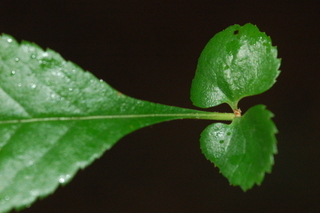 Chaenomeles speciosa, var Cameo, Common Floweringquince, leaf base upper