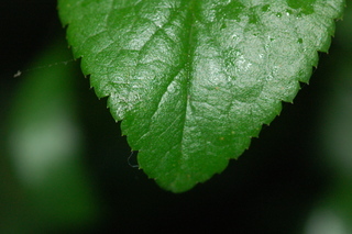 Chaenomeles speciosa, var Cameo, Common Floweringquince, leaf tip upper