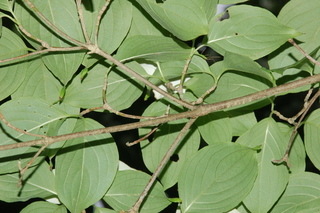 Cornus kousa, branching