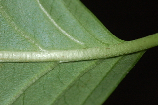 Cornus kousa, leaf base under