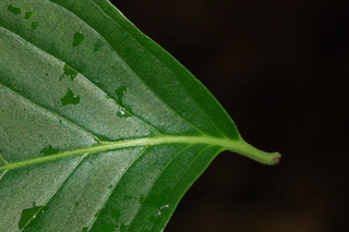 Cornus kousa, leaf base upper