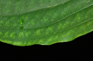 Cornus kousa, leaf margin