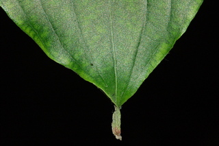 Cornus kousa, leaf tip upper