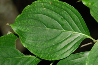 Cornus kousa, leaf upper