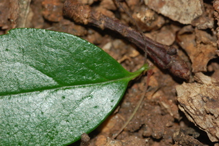 Abelia chinensis, Chinese Abelia, leaf base upper