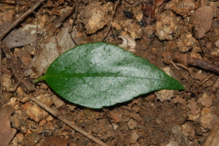 Abelia chinensis, Chinese Abelia, leaf upper