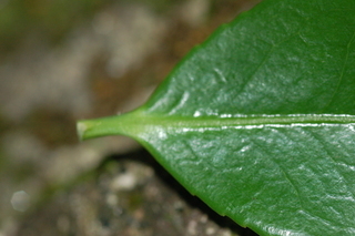 Camellia sasanqua, var Shishiggushura, leaf base upper