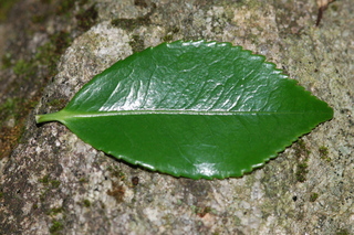 Camellia sasanqua, var Shishiggushura, leaf upper