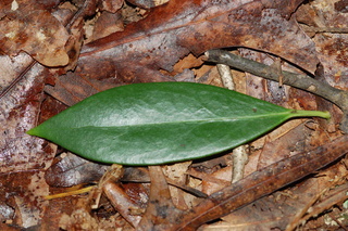 Illicium henryi, Anise Tree, leaf upper