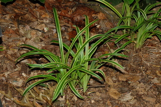 Ophiopogon jaburan, var Aurea, Mondo Grass