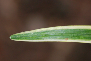 Ophiopogon jaburan, var Aurea, Mondo Grass