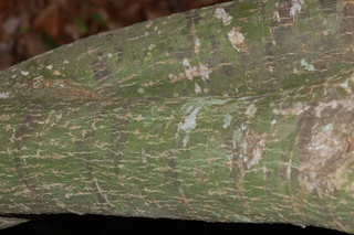 Acer palmatum, var Shindeshojo, Japanese Maple, bark
