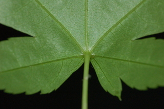 Acer palmatum, var Shindeshojo, Japanese Maple, leaf base under
