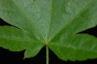 Acer palmatum, var Shindeshojo, Japanese Maple, leaf base upper