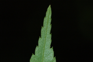 Acer palmatum, var Shindeshojo, Japanese Maple, leaf tip upper