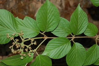Viburnum erosum, Yichang Viburnum, branching