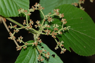 Viburnum erosum, Yichang Viburnum, inflorescence