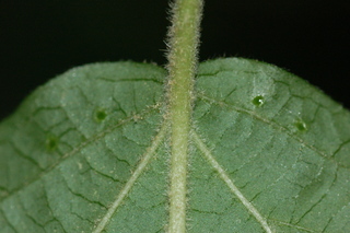 Viburnum erosum, Yichang Viburnum, leaf base under