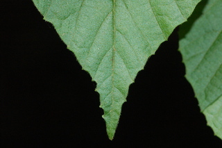 Viburnum erosum, Yichang Viburnum, leaf tip upper