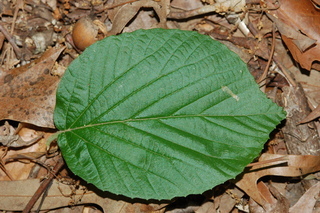 Viburnum erosum, Yichang Viburnum, leaf upper
