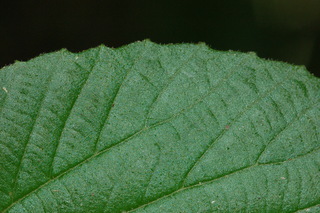 Viburnum erosum, Yichang Viburnum, margin