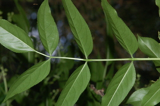 Euscaphis japonica, Korean sweetheart tree