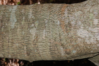Euscaphis japonica, Korean sweetheart tree, bark