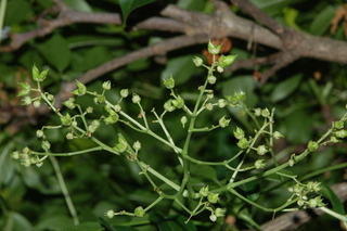 Euscaphis japonica, Korean sweetheart tree, fruit