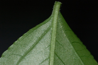 Euscaphis japonica, Korean sweetheart tree, leaf base under