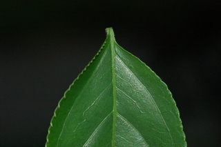 Euscaphis japonica, Korean sweetheart tree, leaf base upper