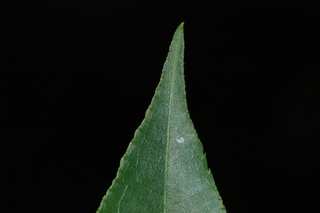 Euscaphis japonica, Korean sweetheart tree, leaf tip upper