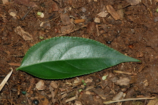 Euscaphis japonica, Korean sweetheart tree, leaf upper