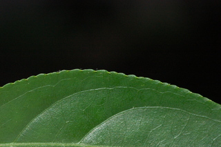 Euscaphis japonica, Korean sweetheart tree, margin