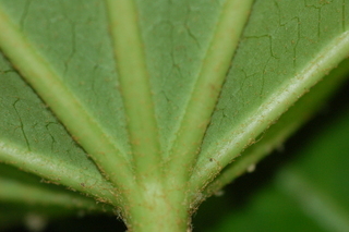 Fatsia japonica, Japanese Fatsia, leaf base under