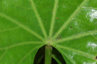 Fatsia japonica, Japanese Fatsia, leaf base upper