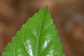Fatsia japonica, Japanese Fatsia, leaf tip upper