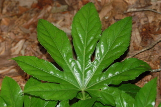 Fatsia japonica, Japanese Fatsia, leaf upper