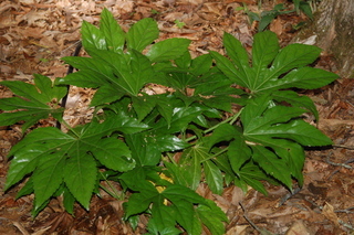 Fatsia japonica, Japanese Fatsia, plant