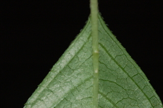 Hydrangea paniculata, Panicle hydrangea