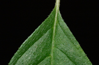 Hydrangea paniculata, Panicle hydrangea