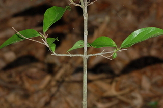 Kadsura japonica, Chirimen, Kadsura vine, branching