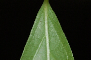 Kadsura japonica, Chirimen, Kadsura vine, leaf base under