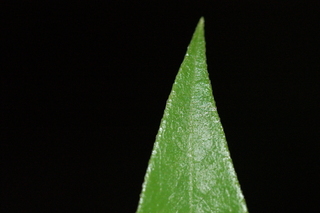 Kadsura japonica, Chirimen, Kadsura vine, leaf tip upper