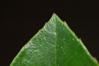 Kadsura japonica, Chirimen, Kadsura vine, leaf tip upper
