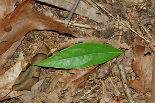 Kadsura japonica, Chirimen, Kadsura vine, leaf upper